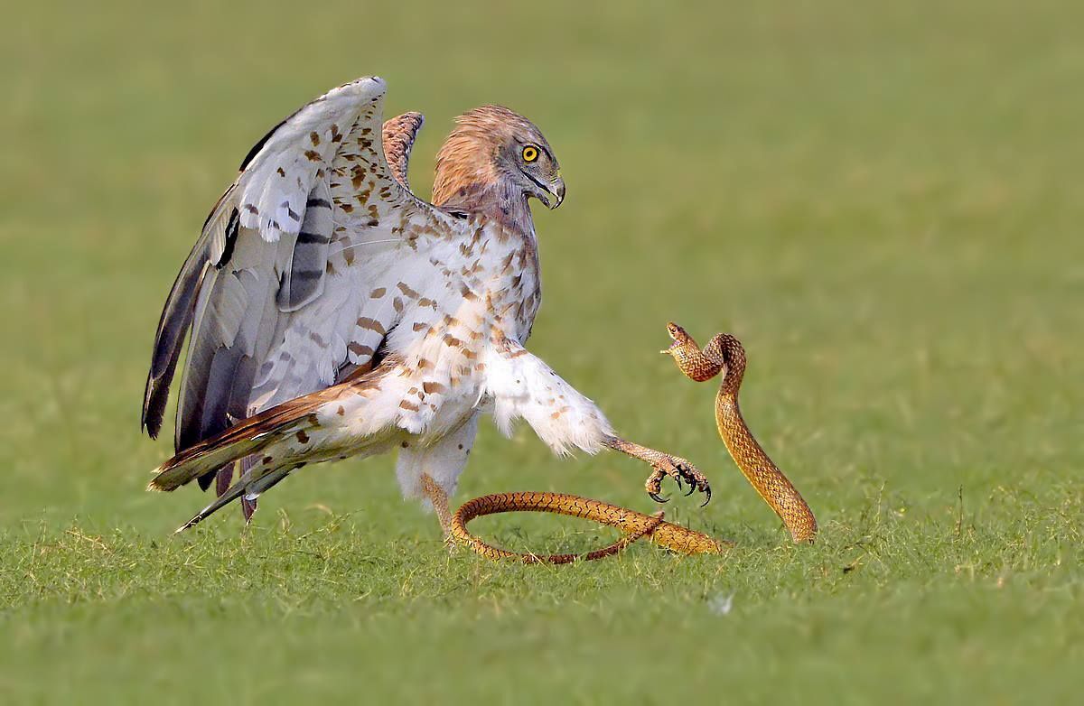 Eagle vs Snake Eagle vs Snake