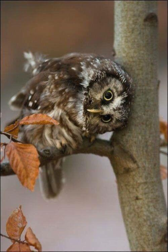 owlet